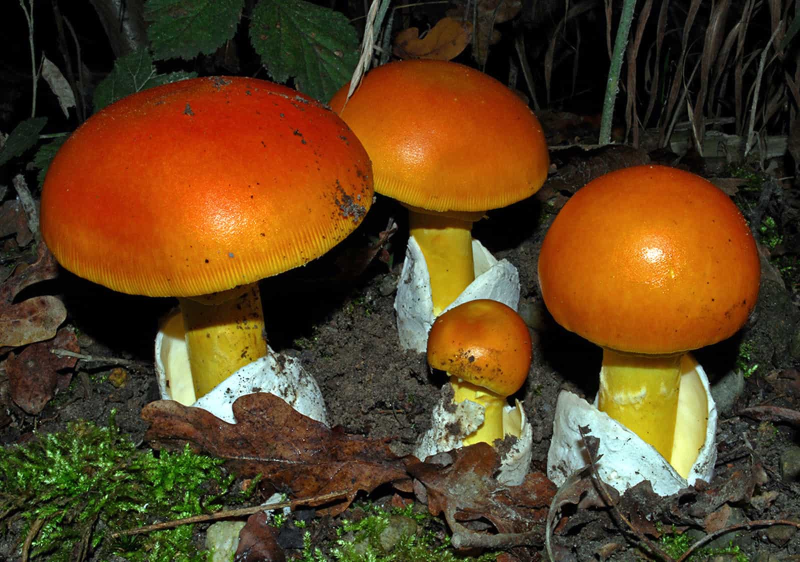 白蛋巢菌-贺兰山真菌-图片